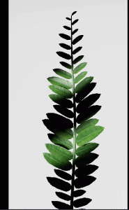 houdini植物生长-houdini666